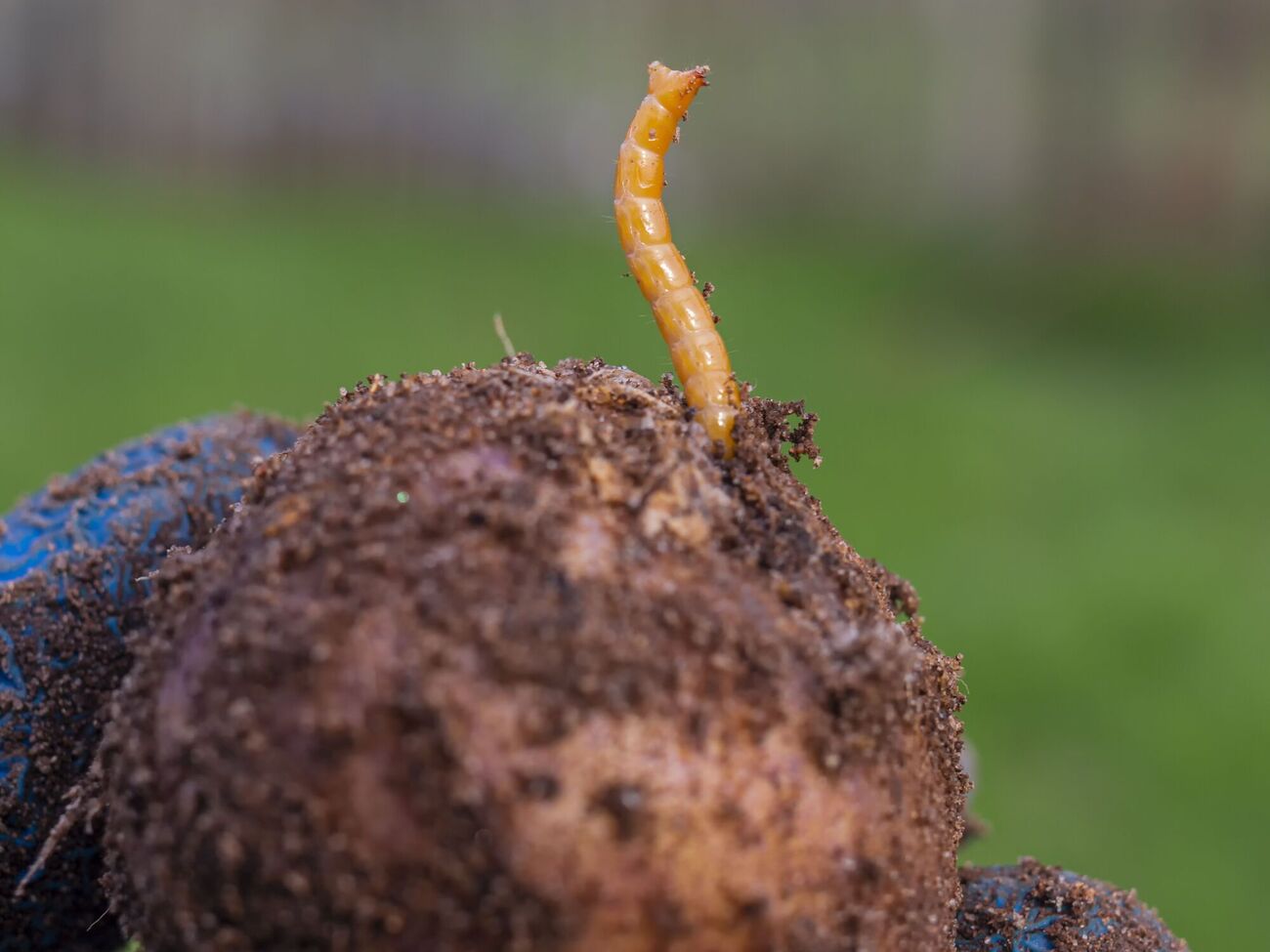 Важно вовремя начать борьбу с вредителем