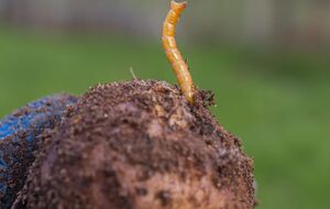 Важно вовремя начать борьбу с вредителем