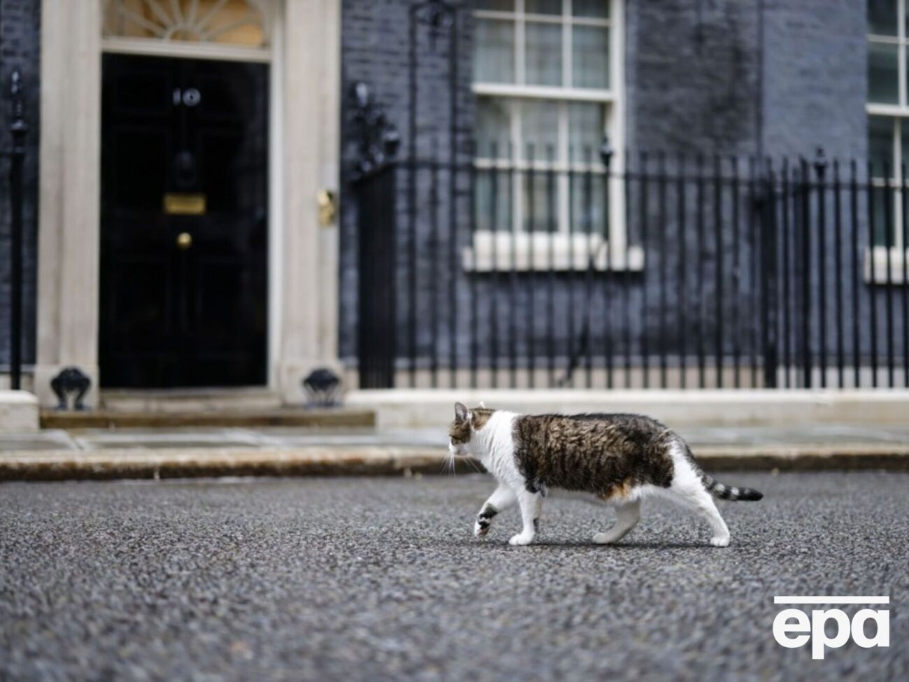 Кот Ларри: Кто же теперь главный? Я