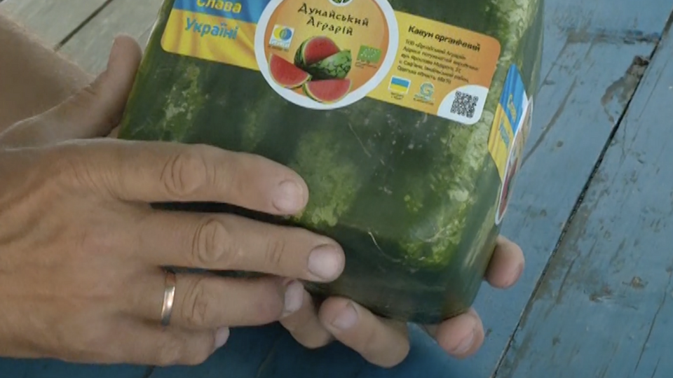 Підприємство вирощує кавуни кубічної форми й різну органічну продукцію