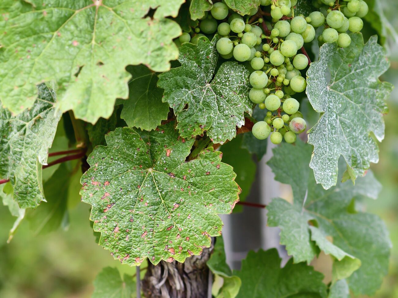 Оидиум и милдью поражают виноград жарким летом при высокой влажности