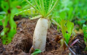 Дайкон можно посадить в августе