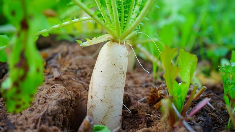Дайкон можна посадити в серпні
