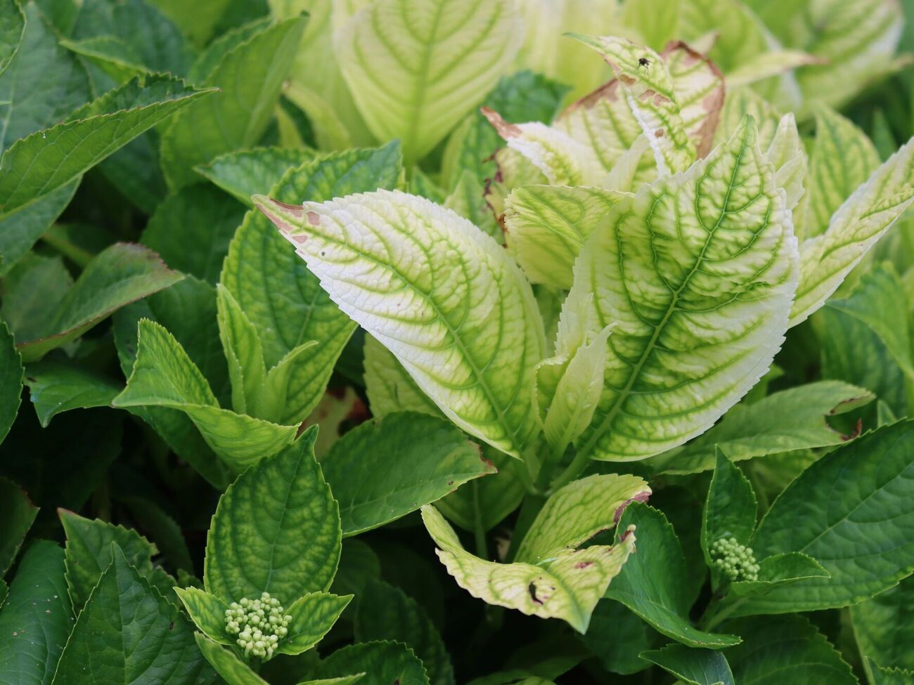 Хлороз гортензий могут вылечить аптечные препараты