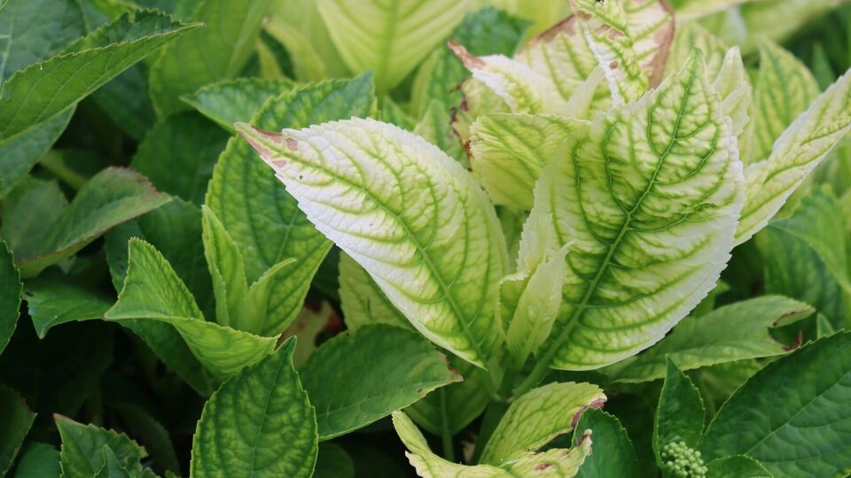 Хлороз гортензий могут вылечить аптечные препараты