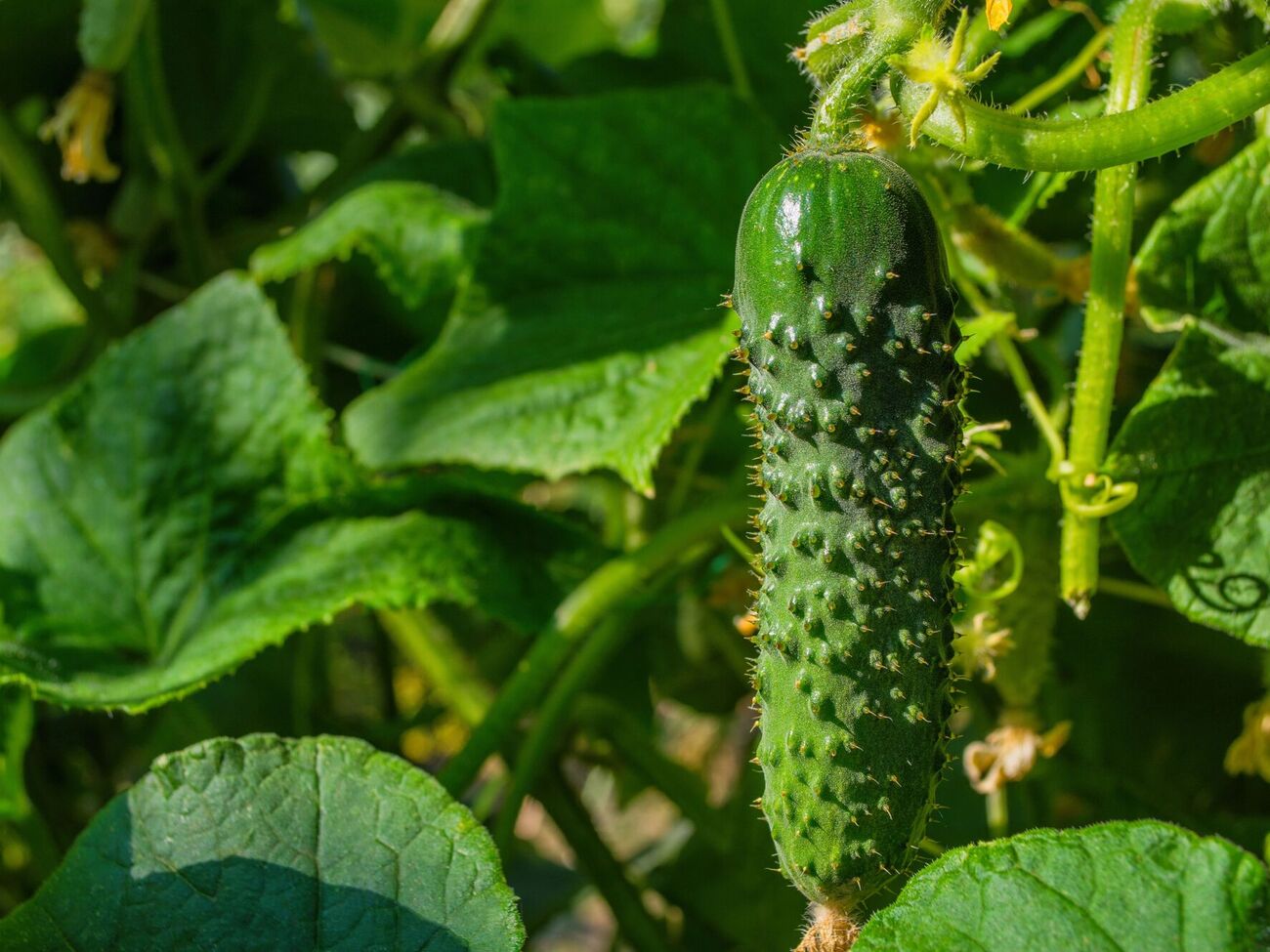 В августе огурцы на ночь лучше накрывать пленкой или агроволокном