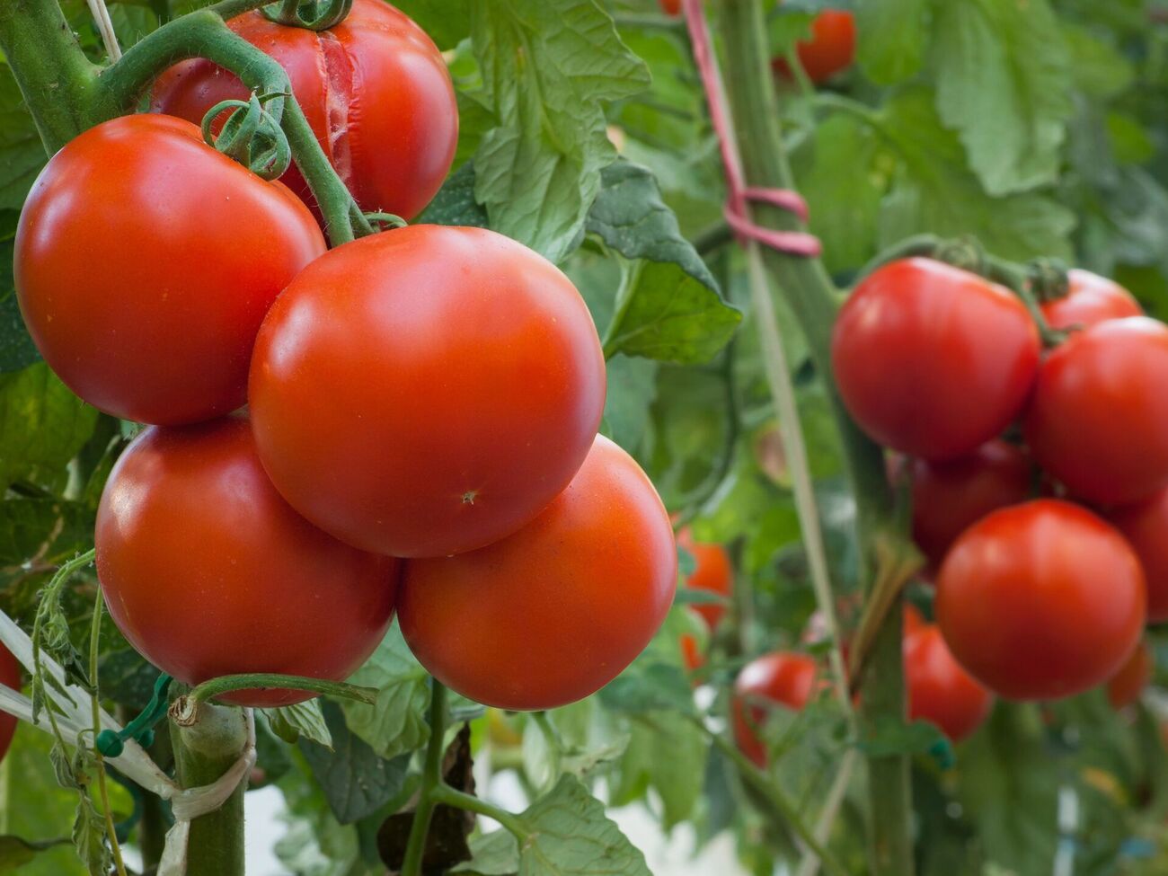 Перед обработкой созревшие томаты нужно собрать