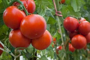 Перед обработкой созревшие томаты нужно собрать