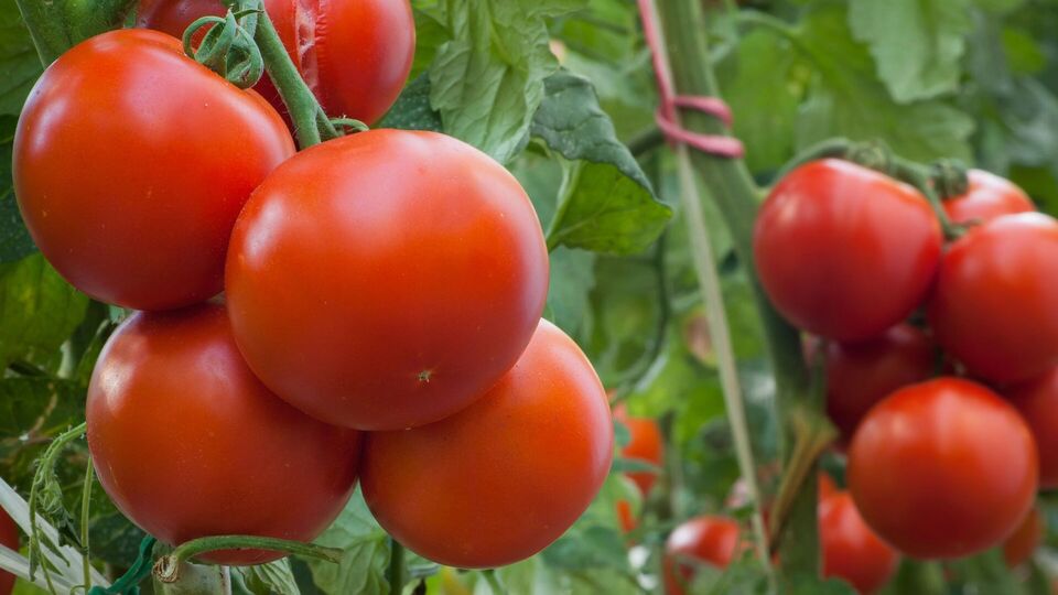 Перед обробленням дозрілі томати потрібно зібрати