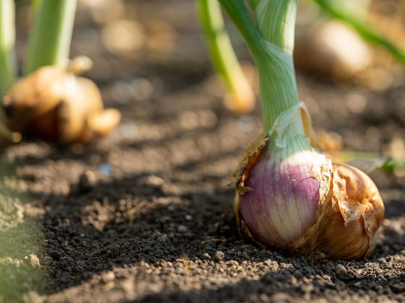 Через цибулеву муху рослини уражають хвороби