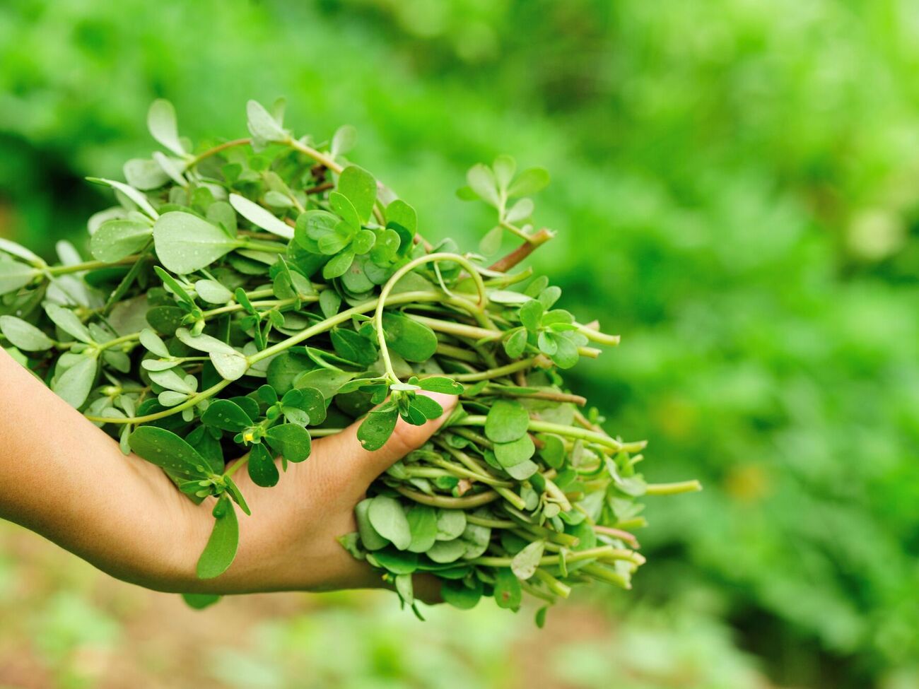 Семена портулака могут оставаться в почве до 40 лет