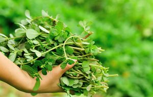 Семена портулака могут оставаться в почве до 40 лет