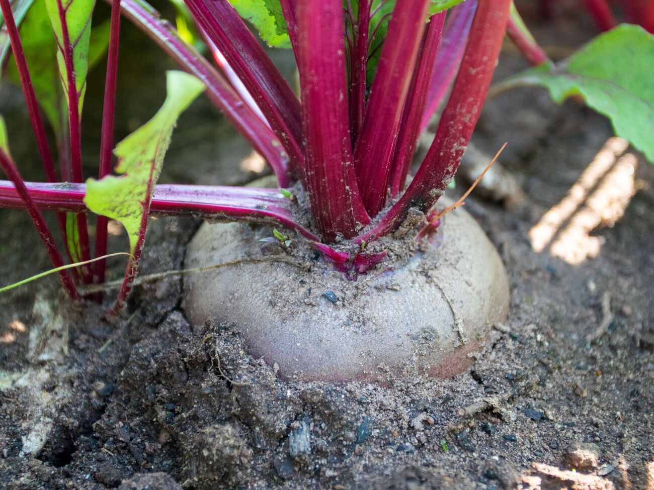 Срезать ботву на свекле лучше сразу после того, как урожай будет собран