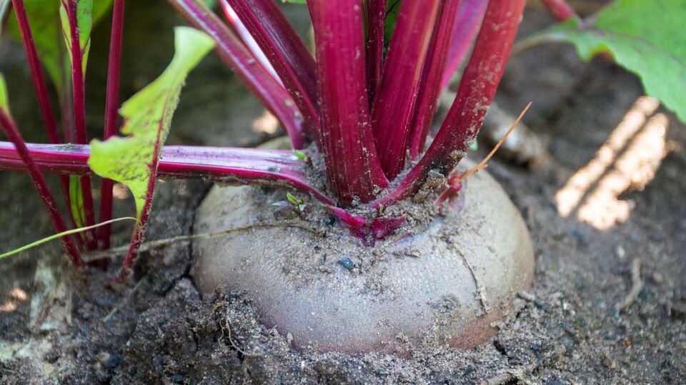 Срезать ботву на свекле лучше сразу после того, как урожай будет собран