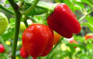 Срезать почти созревшие плоды нужно ножницами, чтобы не повредить стебли и ветки