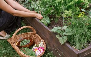 Обновление почвы поможет улучшить ваш урожай