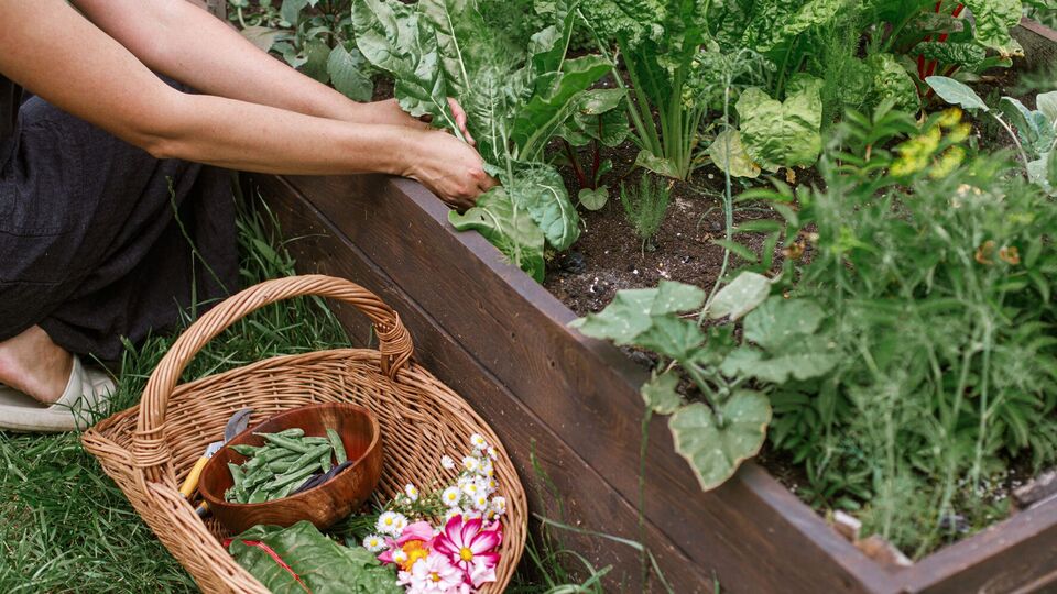 Обновление почвы поможет улучшить ваш урожай