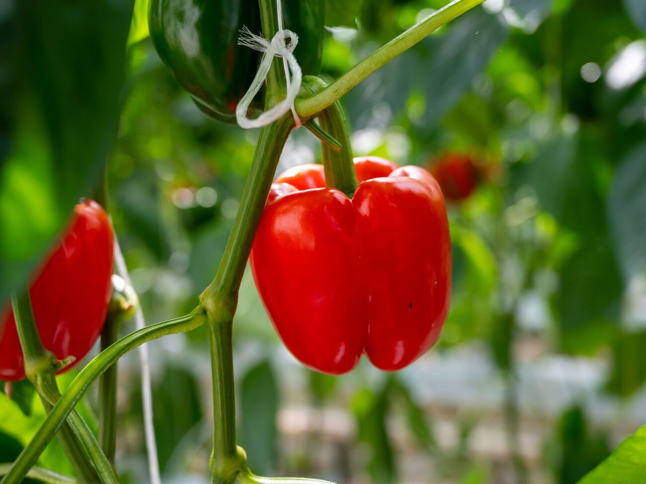 Для созревания перцам необходим фосфор