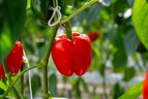 Для созревания перцам необходим фосфор