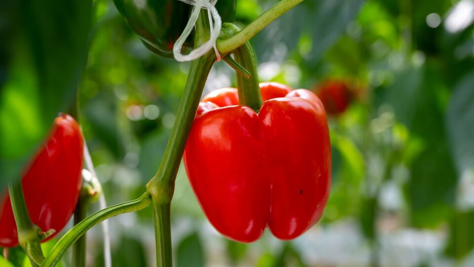 Для созревания перцам необходим фосфор