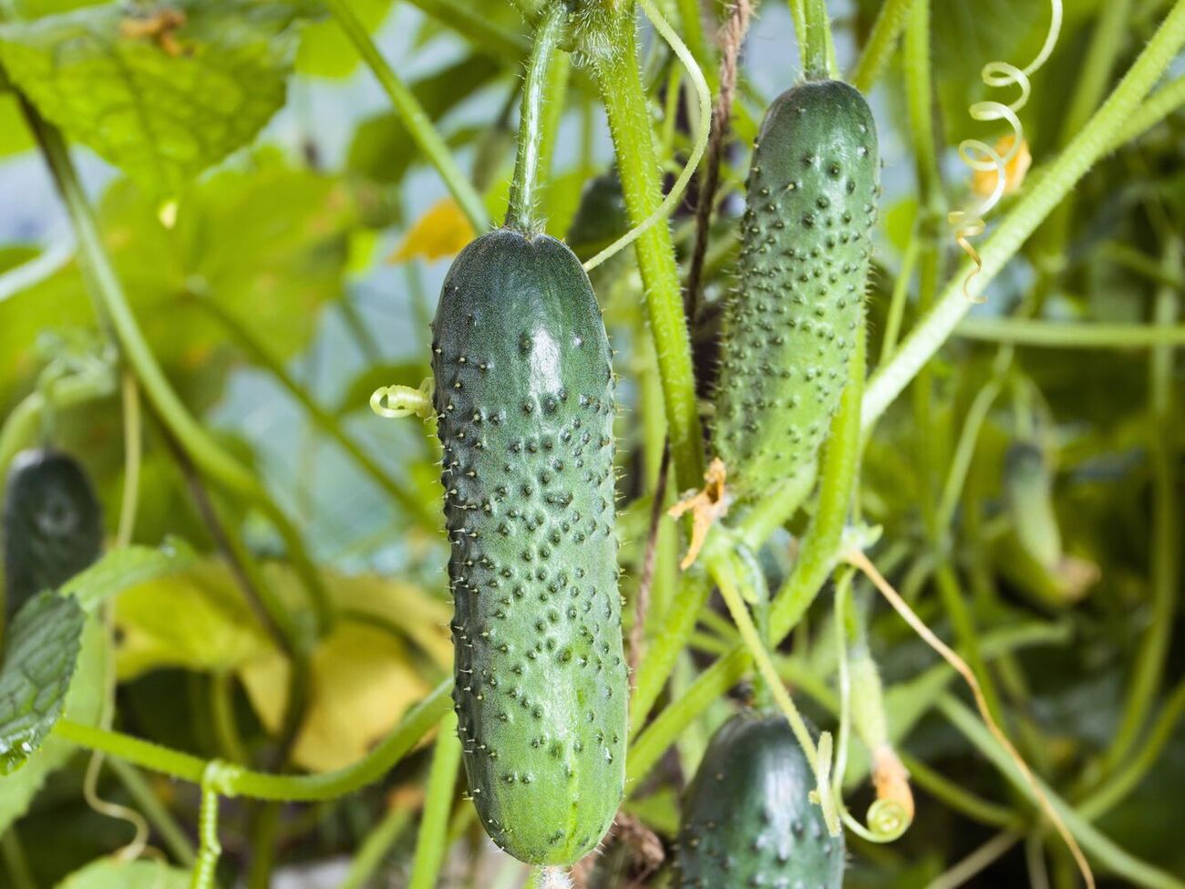 По словам овощеводов, мыло может оказывать стимулирующее действие на растения, помогая им быстрее расти и развиваться