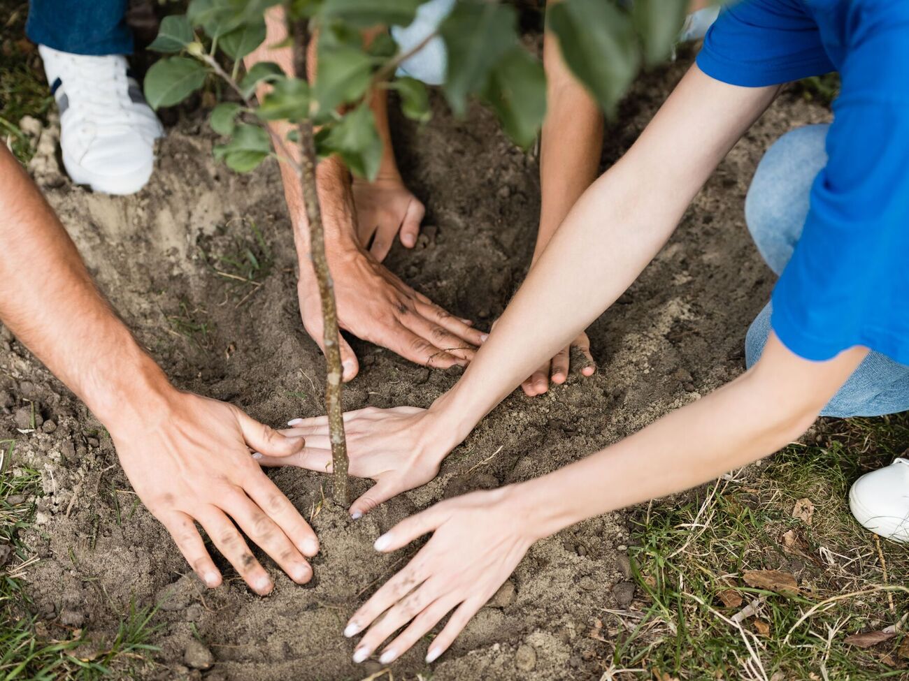 Высокорослые деревья притягивают разряды молний