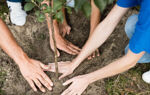 Высокорослые деревья притягивают разряды молний