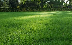 Три види газонної трави сформують м'який трав'яний килим