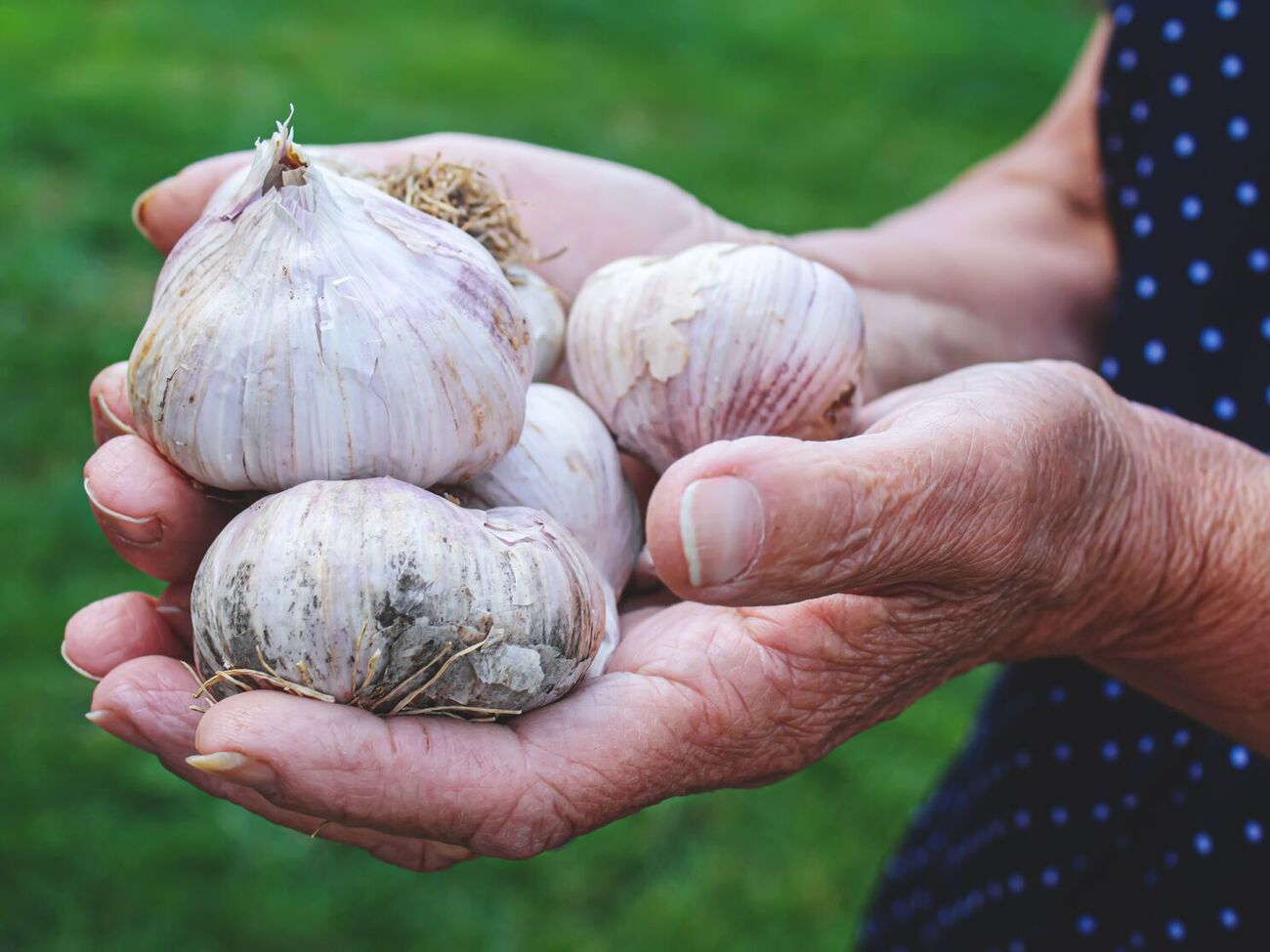 Огородники не рекомендуют высаживать чеснок на одном и том же месте два раза подряд, иначе он вырастет мелким и невкусным