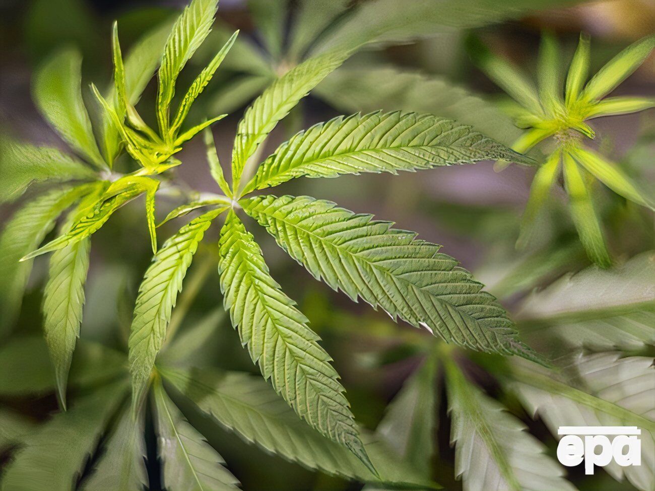 Закон о легализации медицинского каннабиса в Украине вступил в силу