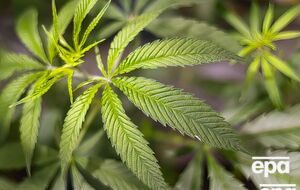 Закон о легализации медицинского каннабиса в Украине вступил в силу