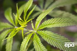 Закон о легализации медицинского каннабиса в Украине вступил в силу