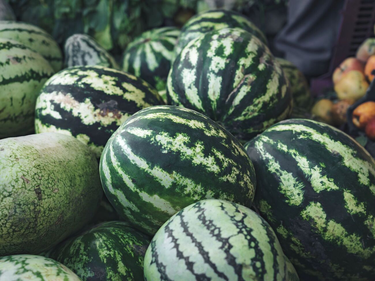 Арбузы, которые слишком долго находятся на солнце, начинают гнить
