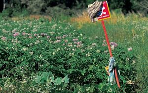 Cапери закликали цивільних не використовувати таблички про мінну загрозу в господарстві й дотримуватися правил безпеки, зазначили у ДСНС