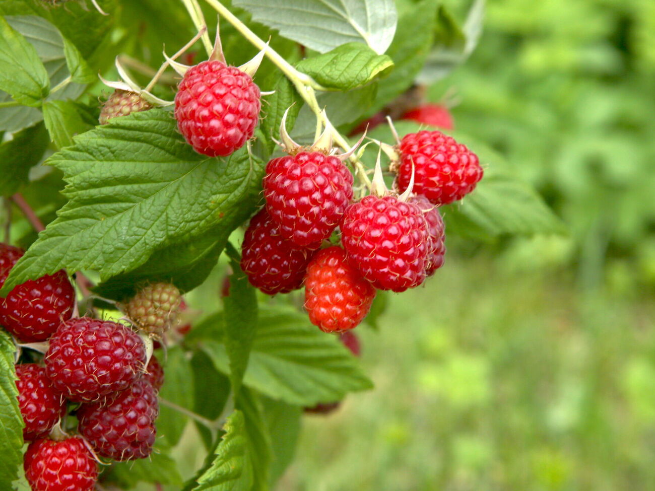 Ремонтантную малину важно правильно сформировать