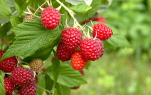 Ремонтантную малину важно правильно сформировать