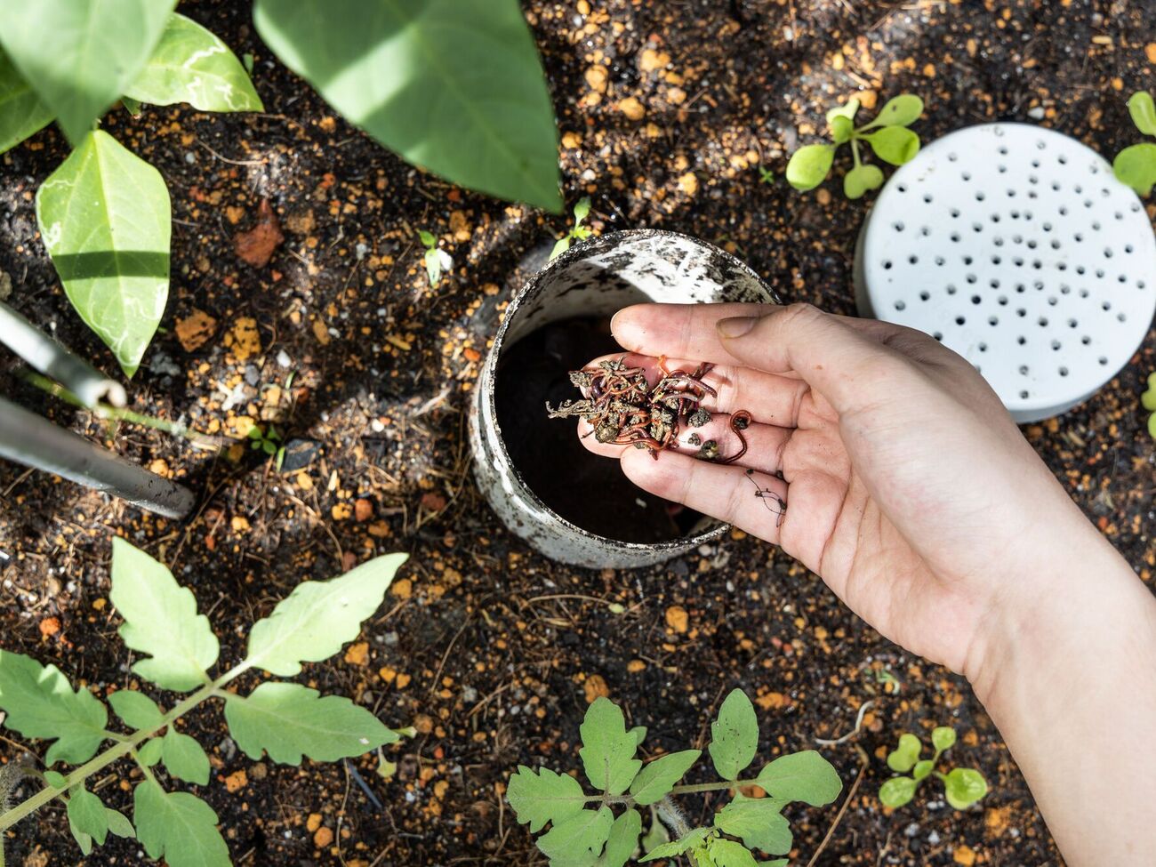 Попіл дуже багатий на елементи, потрібні для рослин