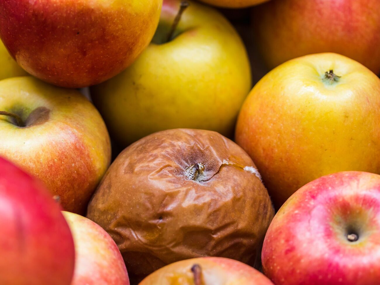 Перед зимним хранением урожая важно произвести обработку от гнили