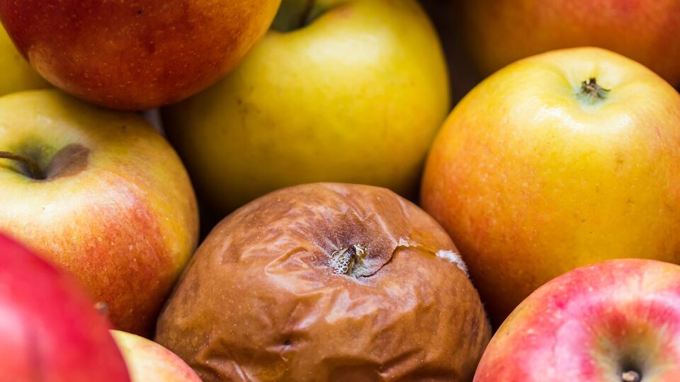 Перед зимним хранением урожая важно произвести обработку от гнили