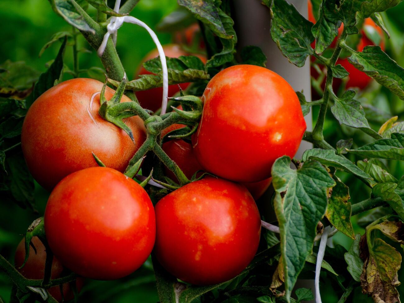 Для приготування органічного добрива з бананової шкірки додайте її в компост або подрібніть і закопайте навколо рослини