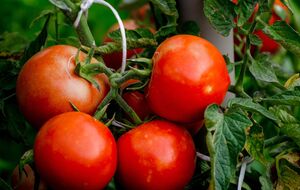 Чтобы приготовить органическое удобрение, добавьте банановую кожуру в компост или измельчите и закопайте ее вокруг растения