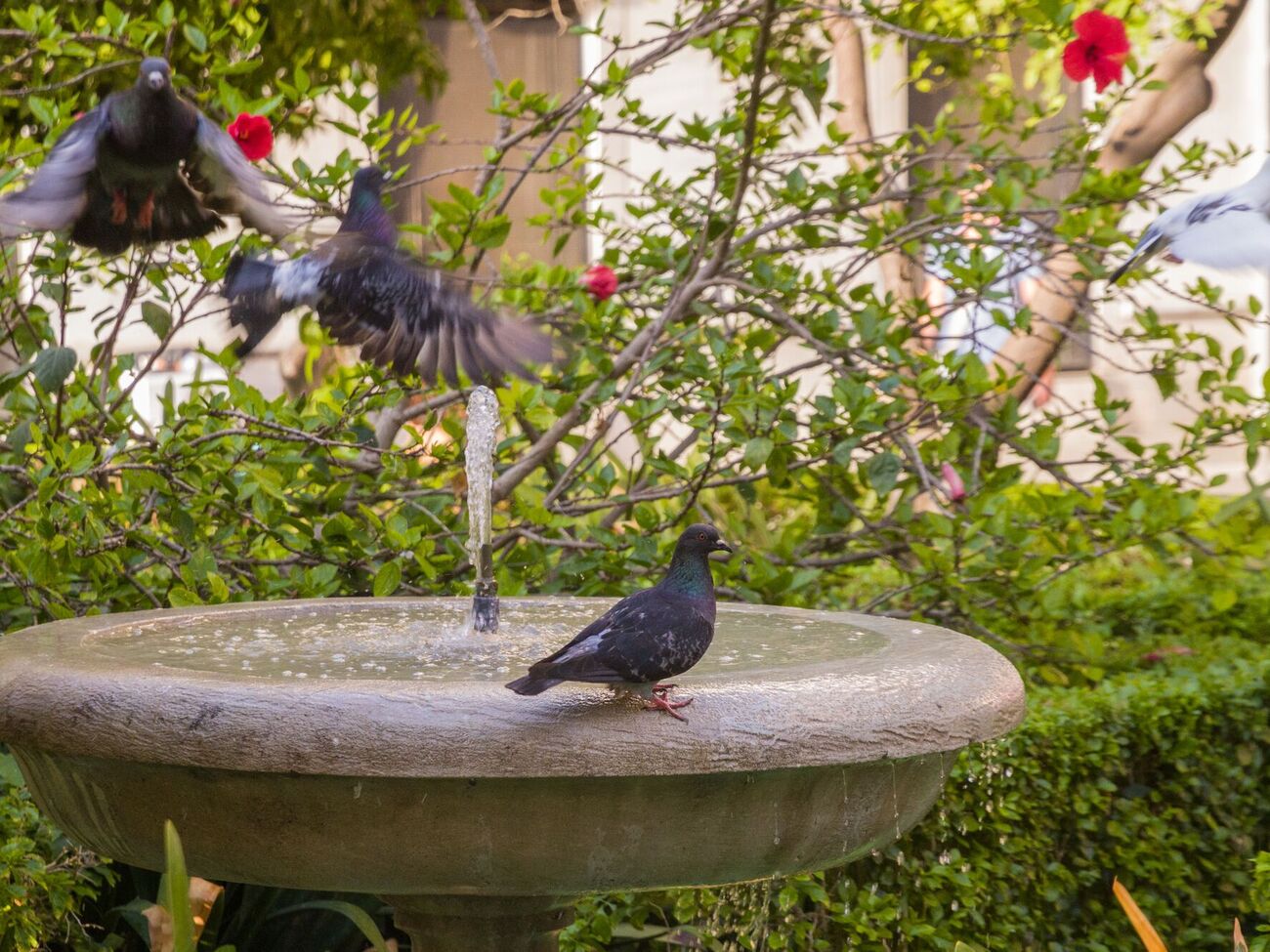Эксперт рекомендует высаживать чеснок и лук по периметру сада