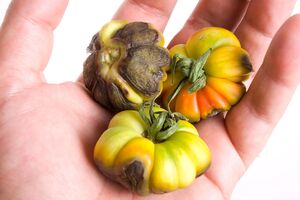 Перед внесением подкормки сгнившие плоды необходимо удалить