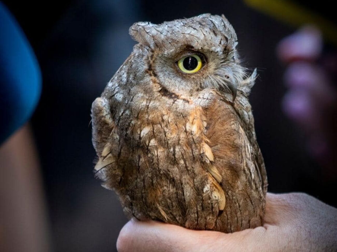 ГУР МО передав у зоопарк врятованих совенят
