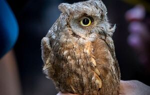 ГУР МО передал в зоопарк спасенных совят