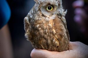 ГУР МО передав у зоопарк врятованих совенят