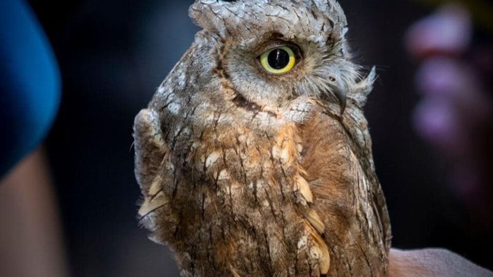 ГУР МО передав у зоопарк врятованих совенят