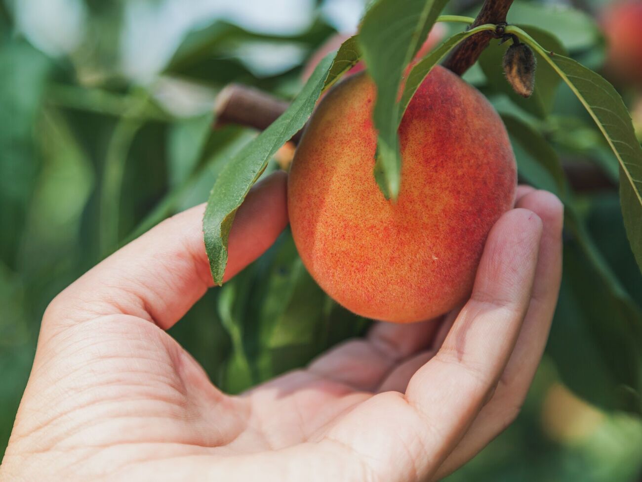 В августе для подкормки деревьев нельзя вносить азотные удобрения
