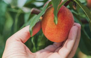 В августе для подкормки деревьев нельзя вносить азотные удобрения