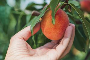 В августе для подкормки деревьев нельзя вносить азотные удобрения